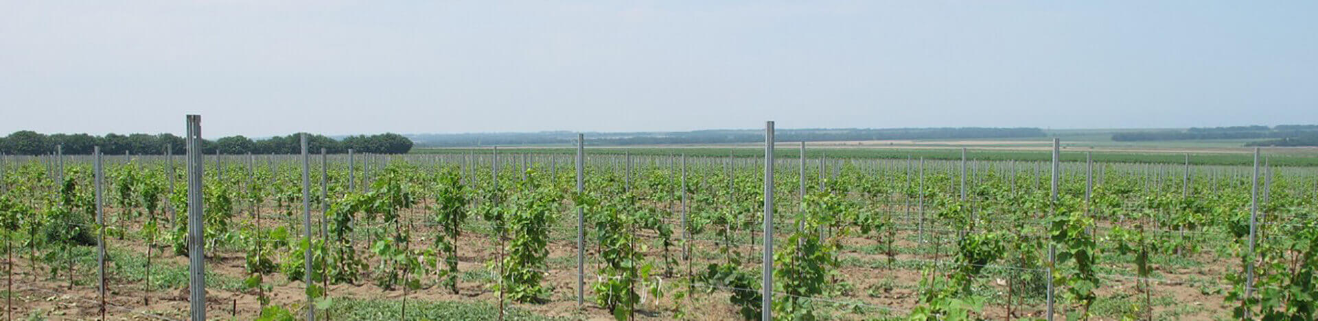 Uzum uchun shpaleral Uzum uchun shpaleral